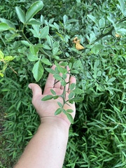 Citrus trifoliata
