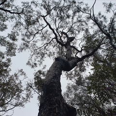 Corymbia eximia
