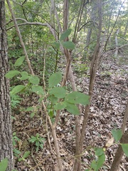 Vaccinium corymbosum