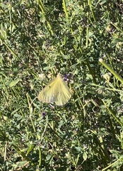 Colias philodice