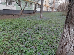 Corydalis solida