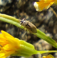 Geocoris