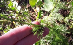 Tripleurospermum inodorum
