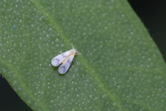 Aleyrodes proletella