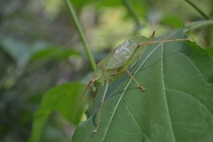 Pterophylla camellifolia