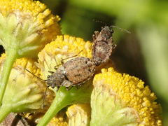 Nithecus jacobaeae