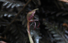 Chiloglottis curviclavia