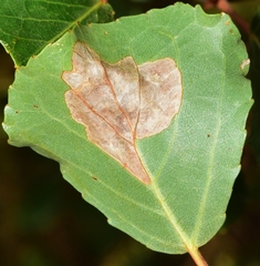 Phyllonorycter