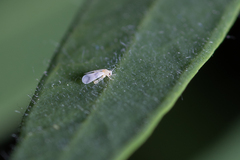 Aleyrodes proletella