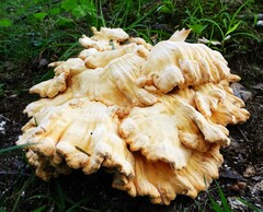 Laetiporus cincinnatus