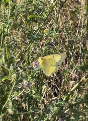 Colias philodice