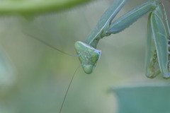 Stagmomantis limbata