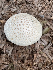 Amanita cokeri