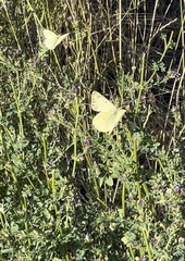 Colias philodice