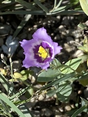 Eustoma exaltatum