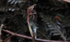 Chiloglottis curviclavia