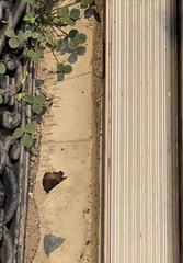 Aglais milberti