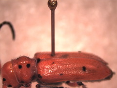 Tetraopes