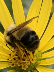 Bombus affinis