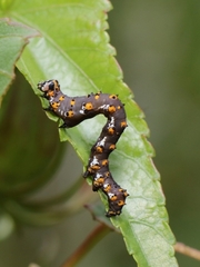 Tarache delecta