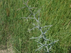 Sarcomphalus obtusifolius