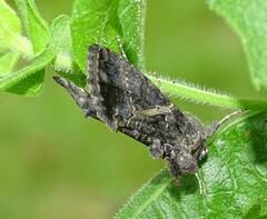 Ctenoplusia oxygramma