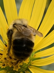 Bombus affinis