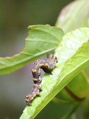 Tarache delecta