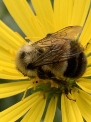 Bombus affinis