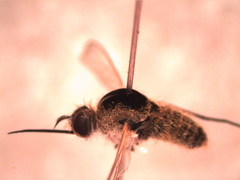 Bombyliini