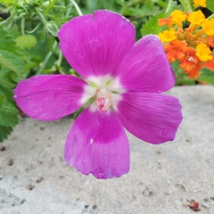 Callirhoe involucrata