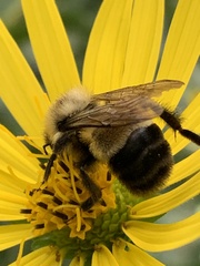 Bombus affinis