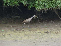 Aramus guarauna