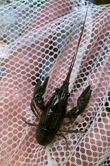 Faxonius virilis
