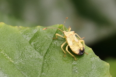 Anasa
