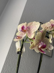 Phalaenopsis