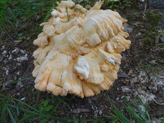 Laetiporus cincinnatus