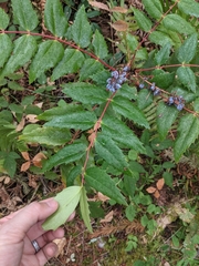 Berberis nervosa
