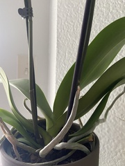 Phalaenopsis
