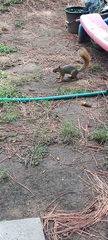 Sciurus niger