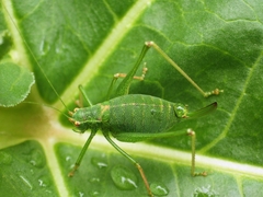 Leptophyes punctatissima