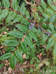 Berberis nervosa