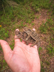 Phrynosoma orbiculare