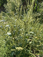 Amaranthus tuberculatus