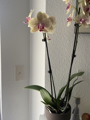 Phalaenopsis