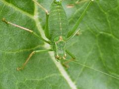 Leptophyes punctatissima