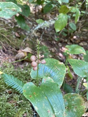 Maianthemum dilatatum