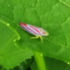 Graphocephala coccinea