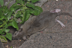 Rattus norvegicus
