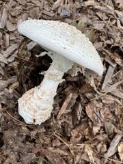Amanita cokeri